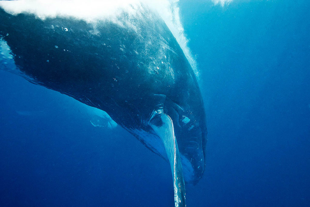 Humpback Whales