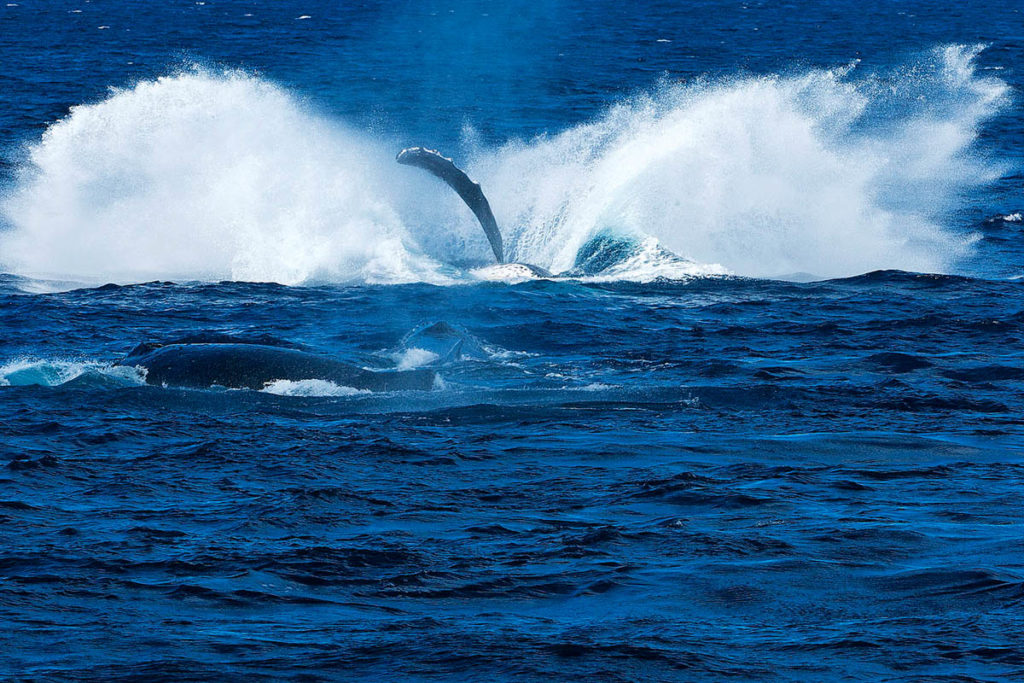 Humpback Whales