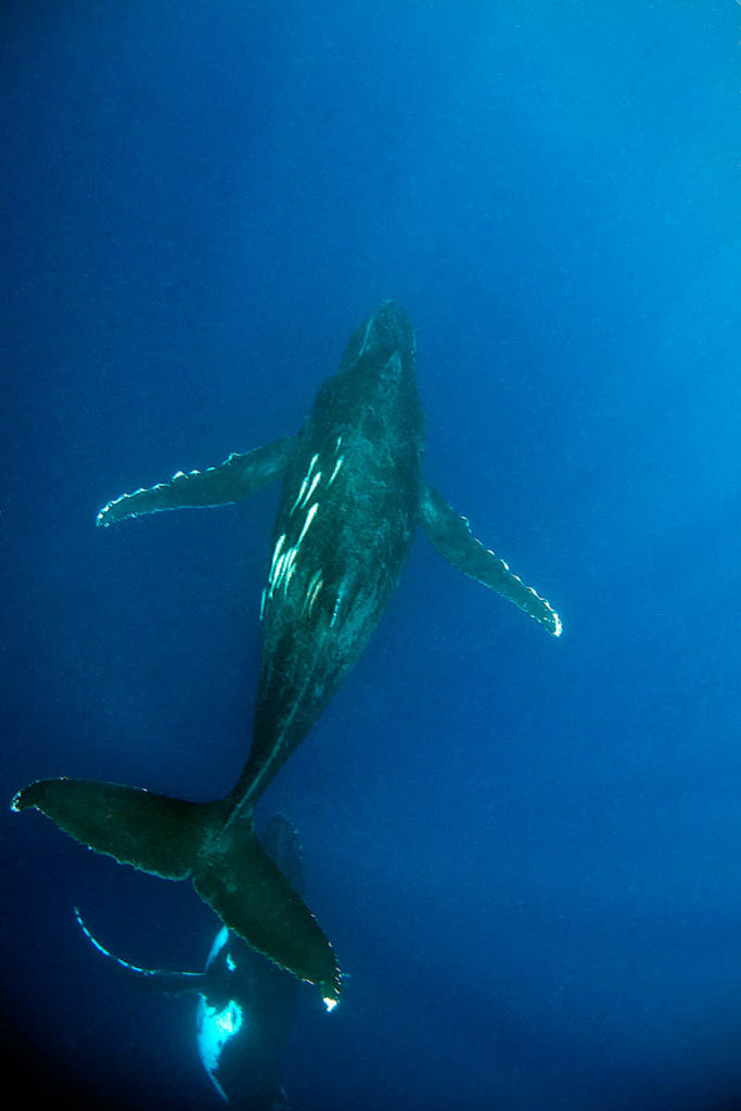 Humpback Whales