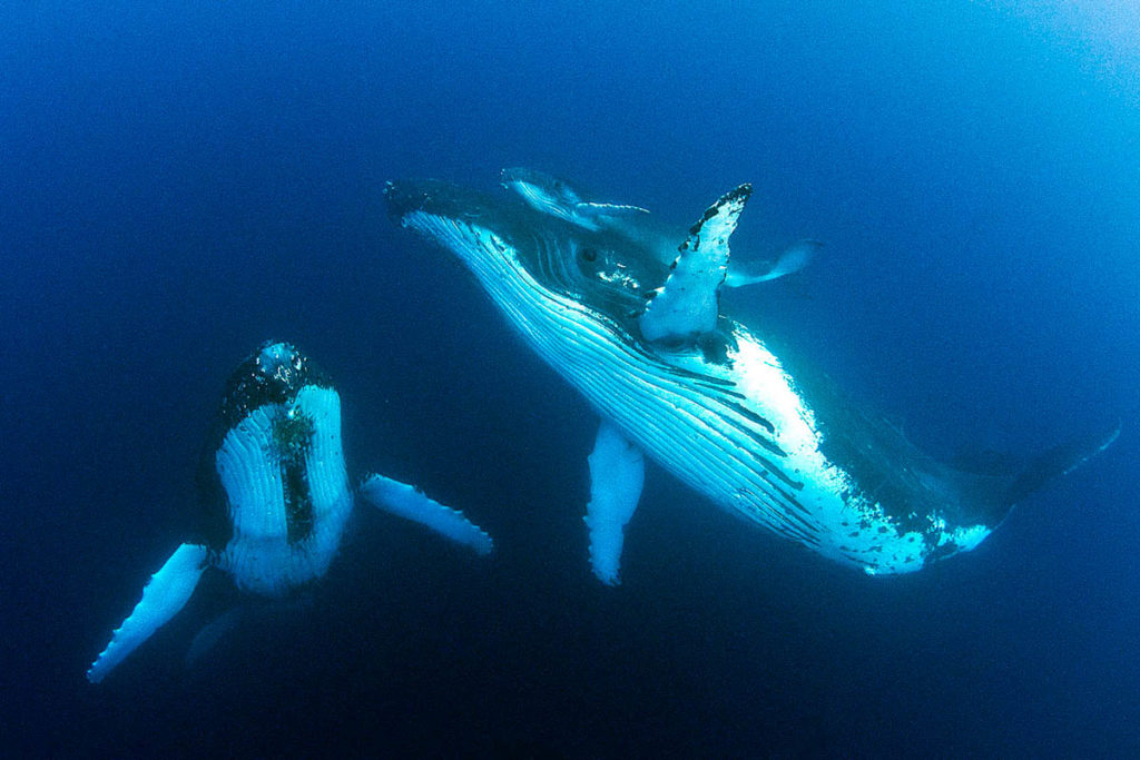 Humpback Whales