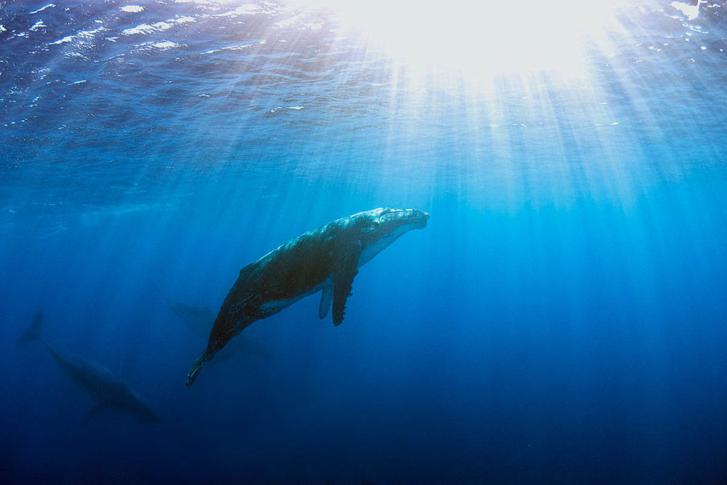 Humpback Whales