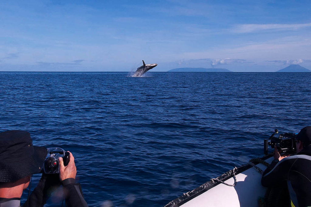 Humpback Whales