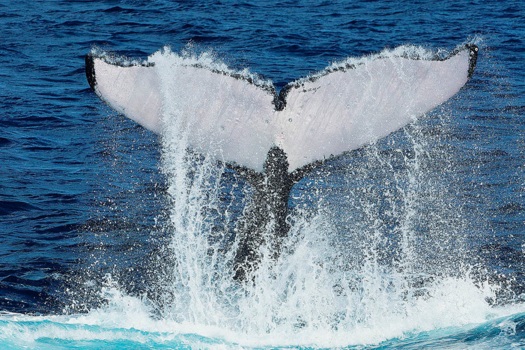 Humpback Whales