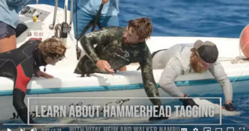Hammerhead Tagging