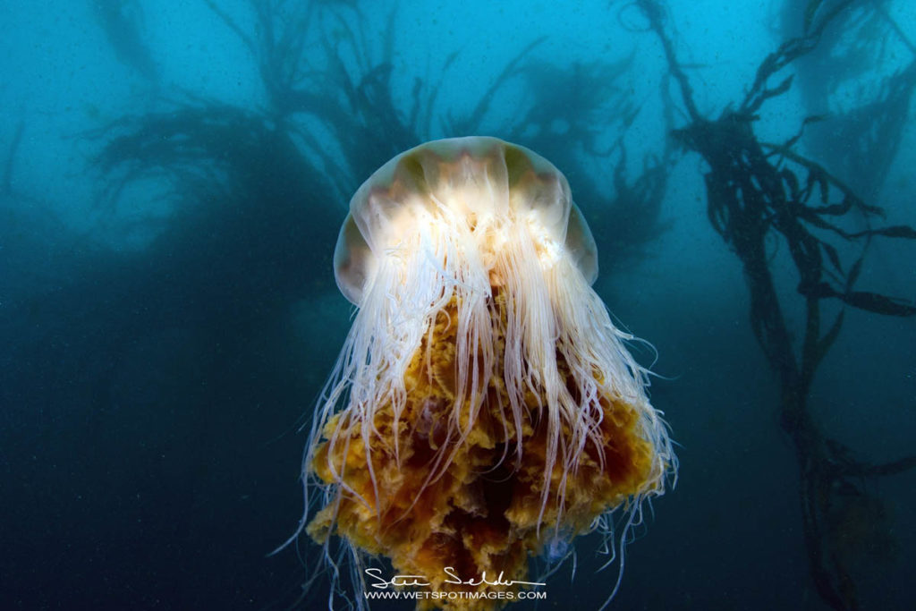 Lion's Mane Jellyfish