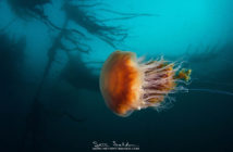 Lion's Mane Jellyfish