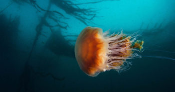 Lion's Mane Jellyfish