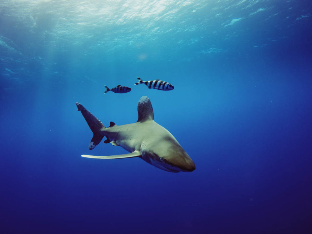 Oceanic White Tip