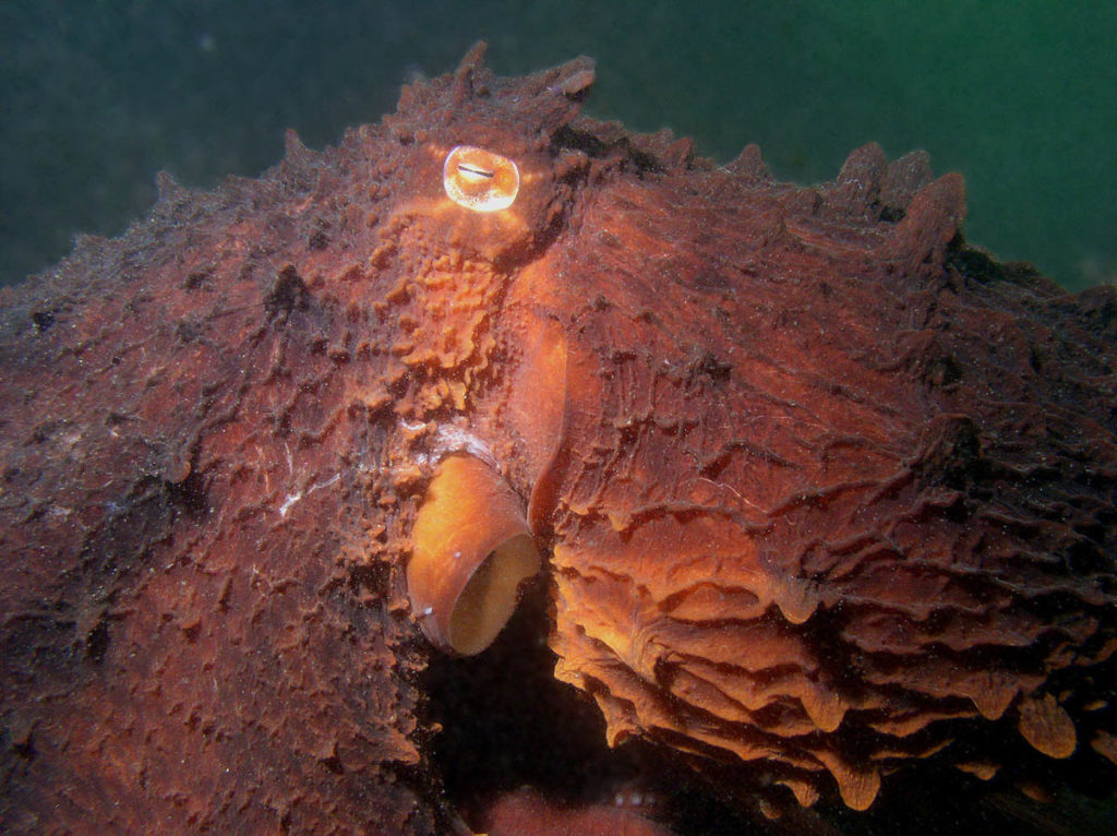 Giant Pacific Octopus