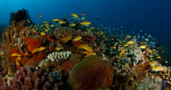 Reef World