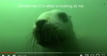 How I See The Ocean Roy Mulder