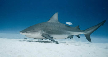 Bull Sharks