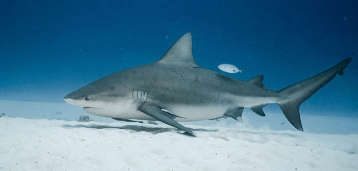 Bull Sharks