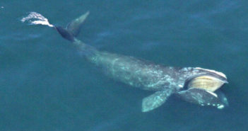 North Atlantic Whales