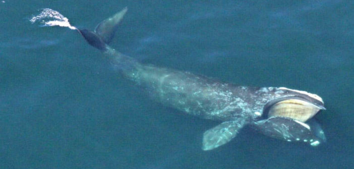 North Atlantic Whales