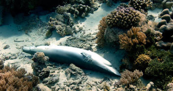 Florida is the Fifteenth State in the United States to Ban the Shark Fin Trade Shark Finning