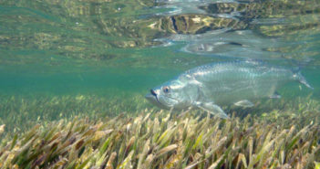 Cuban Marine Parks during Pandemic