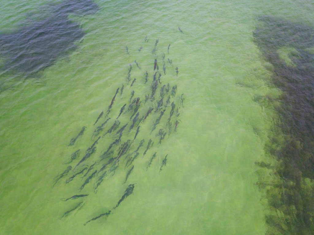 Cuban Marine Parks during Pandemic