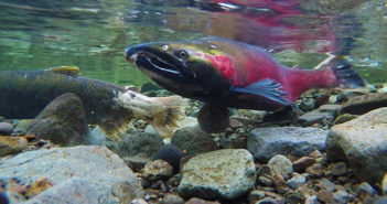 British Columbia Government will Phase Out Salmon Farms Ecojustice Canada