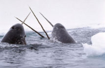 Narwhal Wale