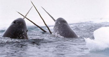 Narwhal Wale