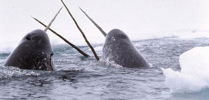 Narwhal Wale