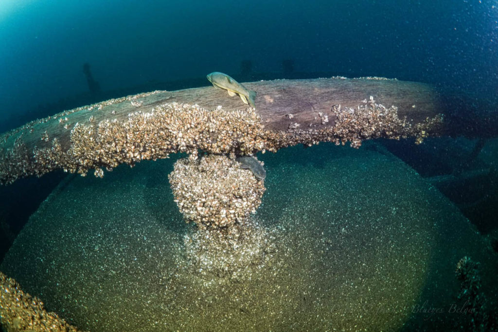 Newell Eddy Shipwreck