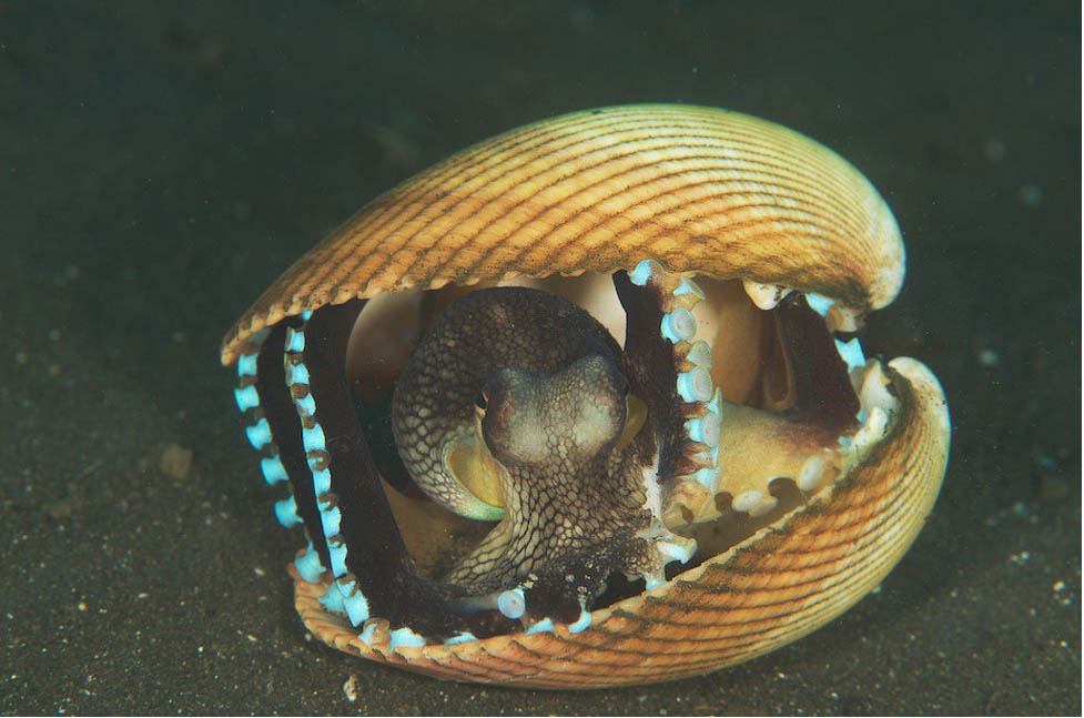 Coconut Octopus