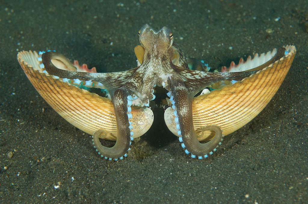 Coconut Octopus