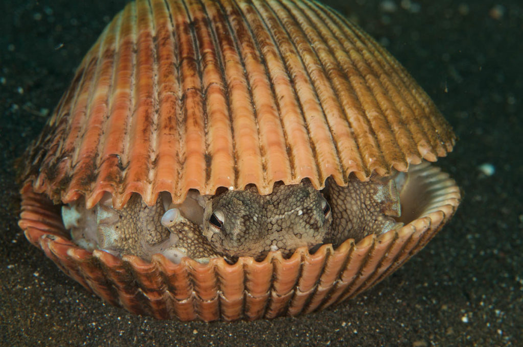 Coconut Octopus