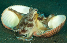 Coconut Octopus