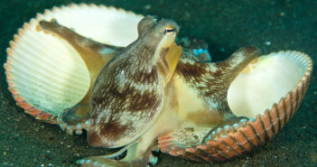 Coconut Octopus