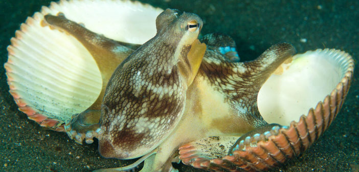 Coconut Octopus