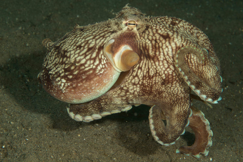 Coconut Octopus