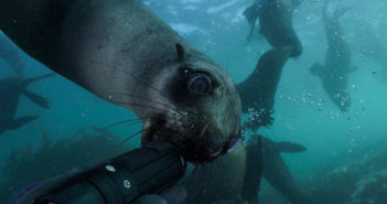 Paralenz Vaquita