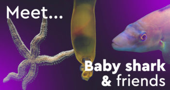 Live on Facebook: Meet Baby Shark and Friends Baby Shark