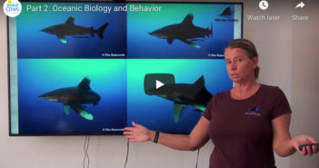 Red Sea Shark Safety Guidelines – Part 2: Oceanic Biology and Behaviours CDWS