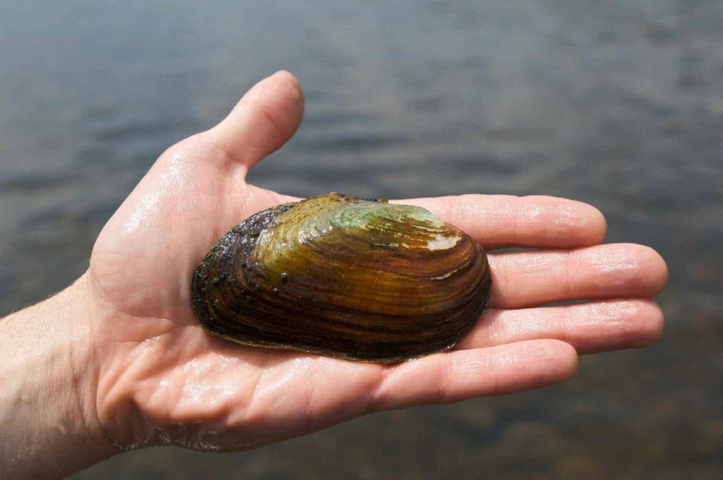 Freshwater Mussels