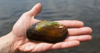 Freshwater Mussels