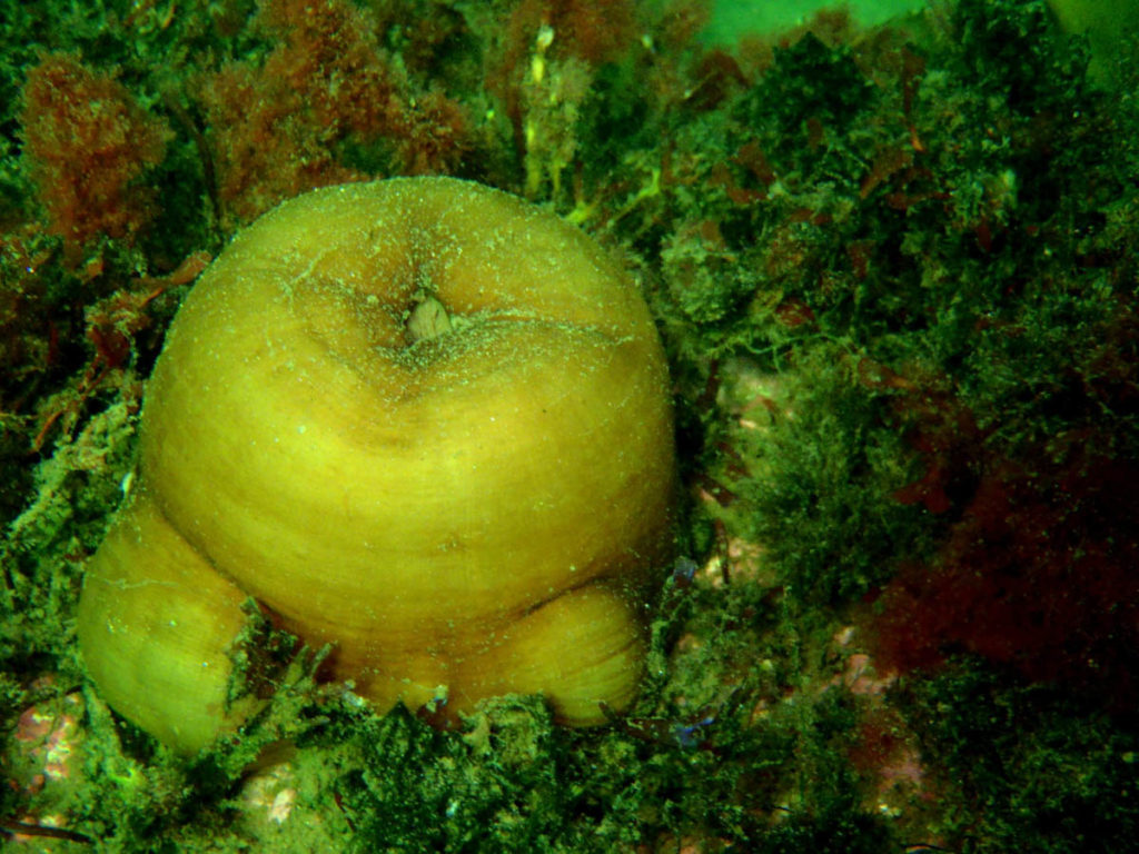 Shearwater Diving Group