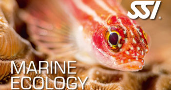 Sound Diving Gifts Free Courses To Inspire Marine Conservation Efforts SSI Marine Ecology