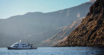 Guadalupe Remains Closed for Shark Diving Guadalupe