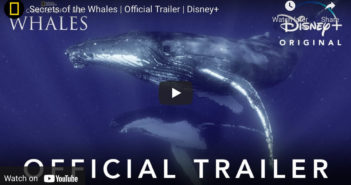 Secrets of Whales