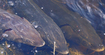 Learn more about the Endangered Sturgeon Sturgeon
