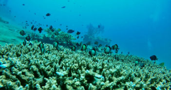 Coral Reef Restoration