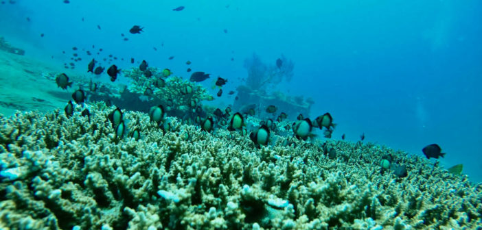 Coral Reef Restoration