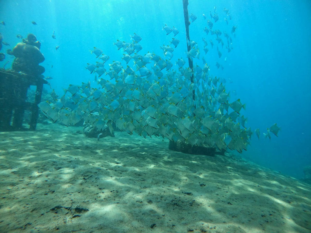 Coral Reef Restoration