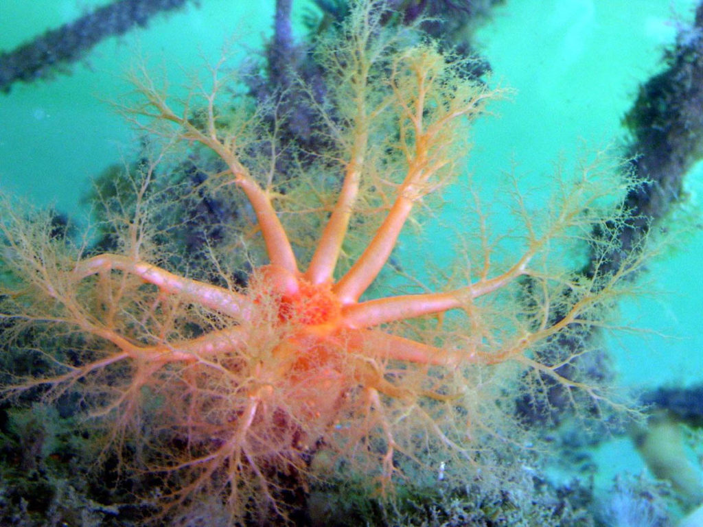 Sea Cucumber 