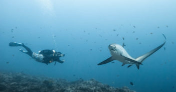 A diver swims with a thresher shark at Monad Shoal