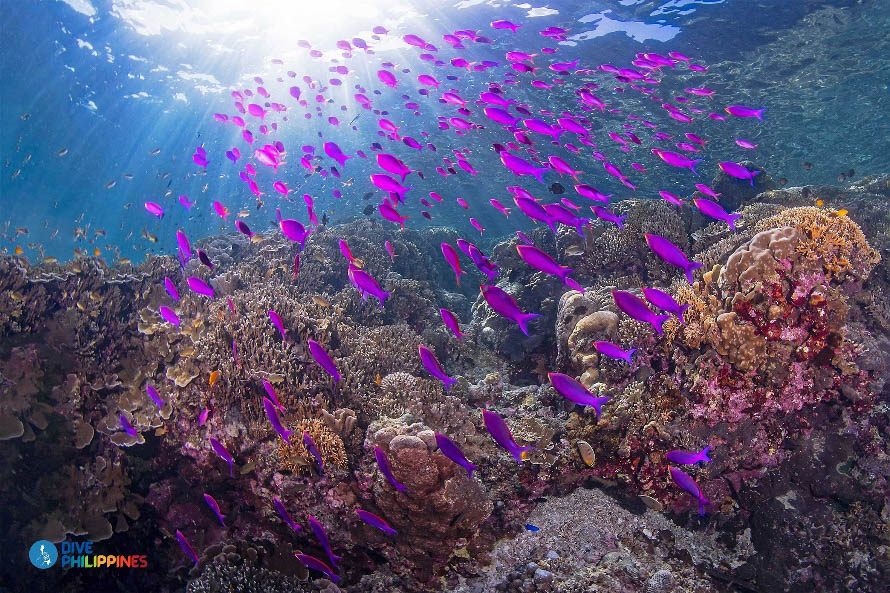 School of purple anthias 